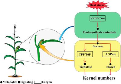 Heat Stress After Pollination Reduces Kernel Number in Maize by Insufficient Assimilates